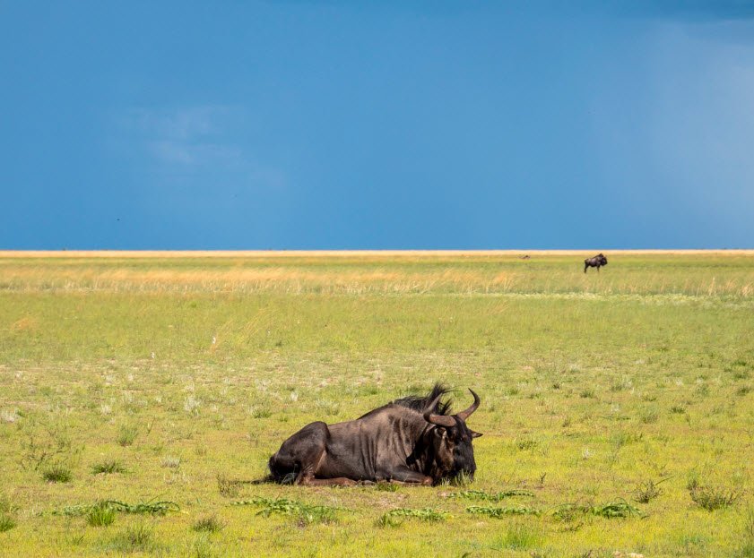 Liuwa Plain National Park, Western Province (Kalabo), Zambia